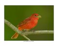 143 summer tanager